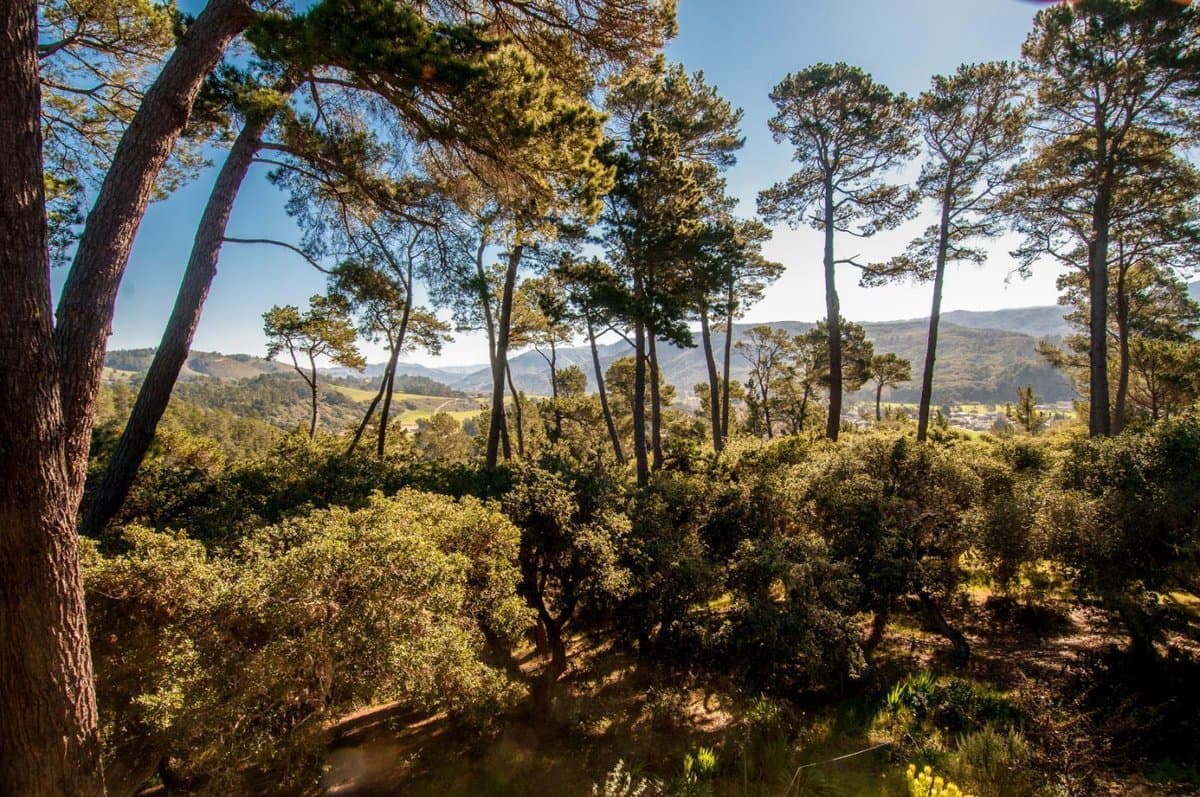 154 DEL MESA CARMEL - Photo 3