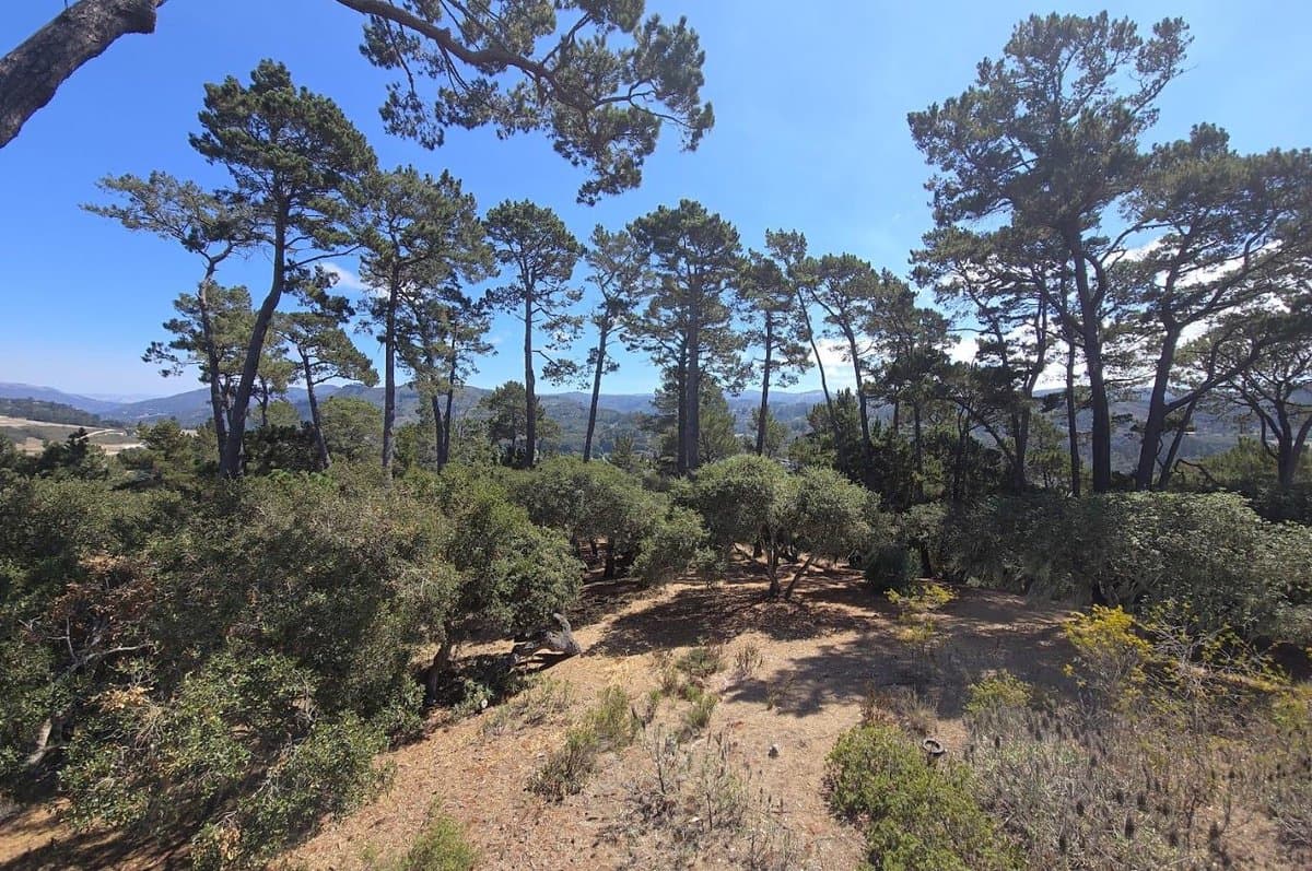 154 DEL MESA CARMEL - Photo 4